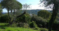 Ref. 17 – RUSTIC FOR SALE on the MONTE DI PORTOFINO
