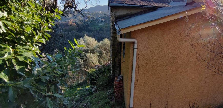 Ref. 17 – RUSTIC FOR SALE on the MONTE DI PORTOFINO