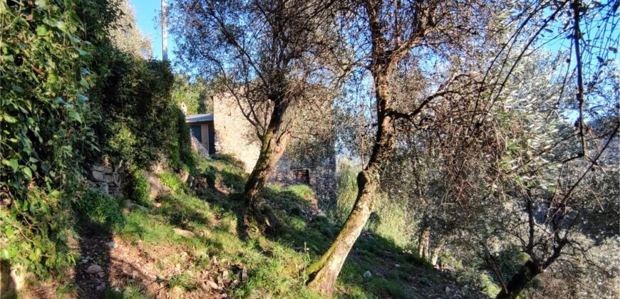 Ref. 17 – RUSTIC FOR SALE on the MONTE DI PORTOFINO